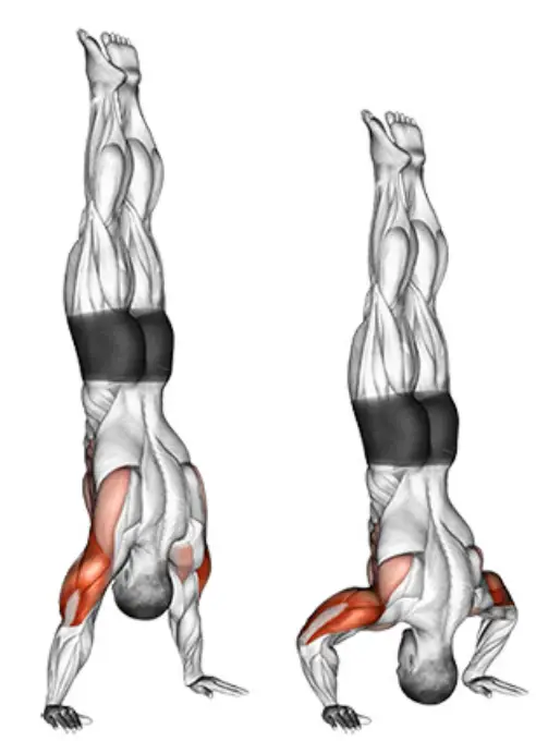 Handstand Push-Up in Calisthenics